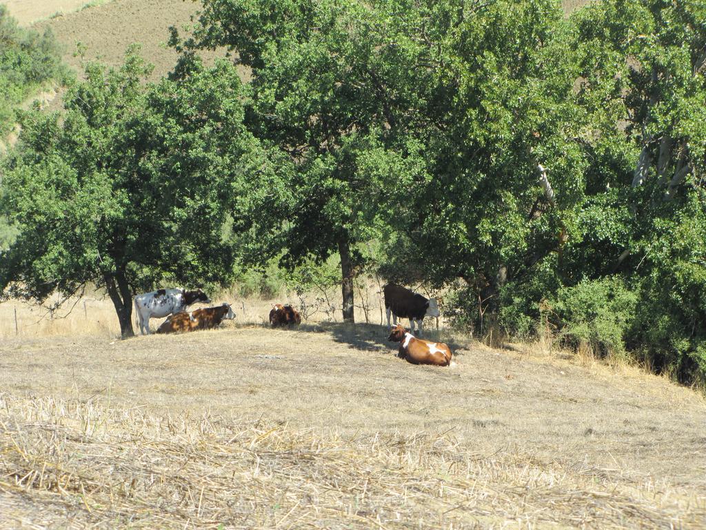 Agriturismo San Pietro Gangi Εξωτερικό φωτογραφία