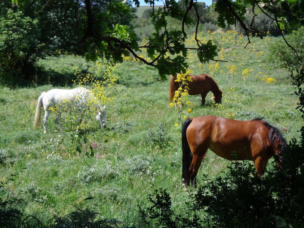 Agriturismo San Pietro Gangi Εξωτερικό φωτογραφία